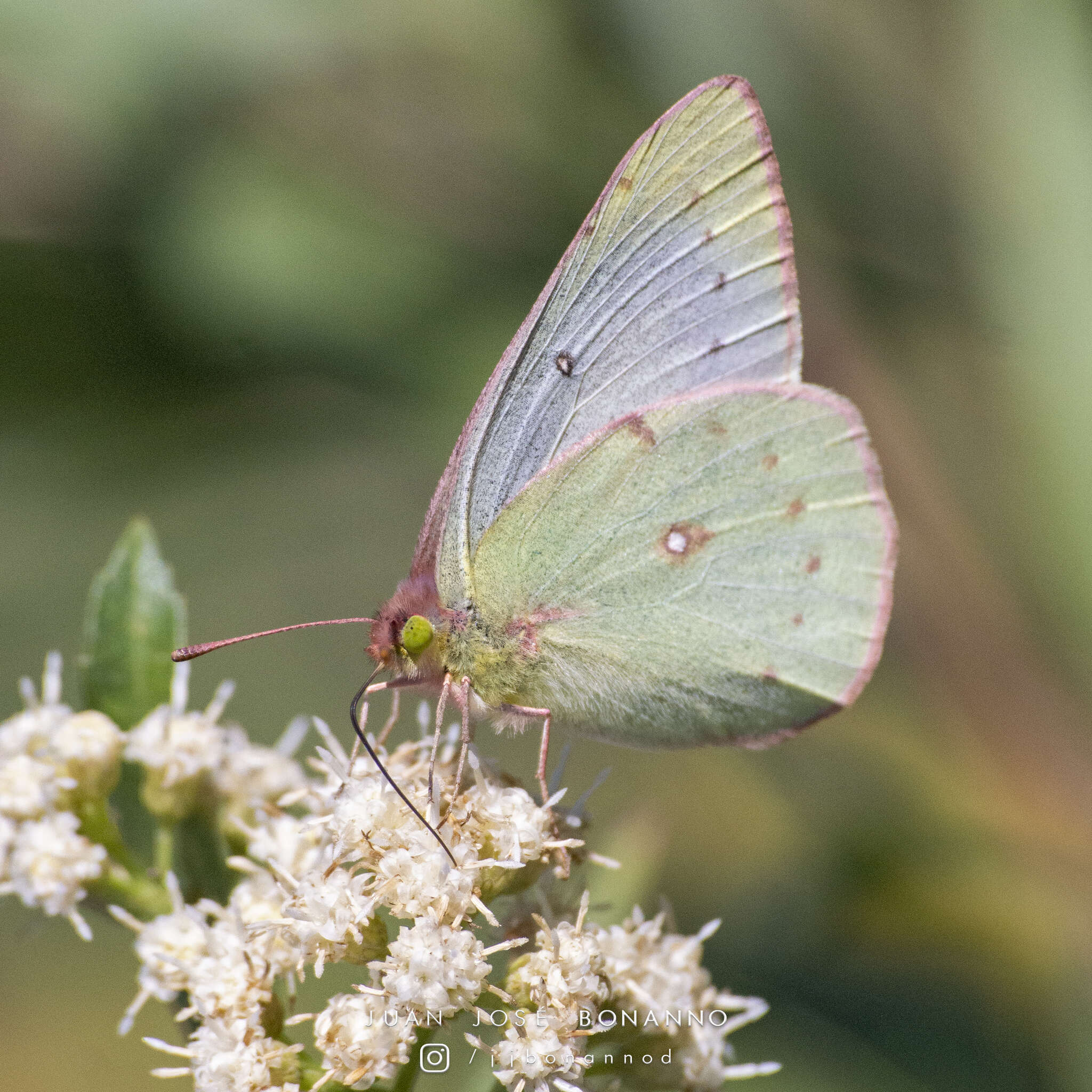 Image of <i>Colias <i>lesbia</i></i> lesbia