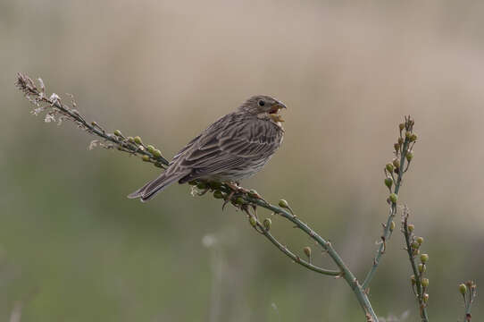 Image of Corn Bunting