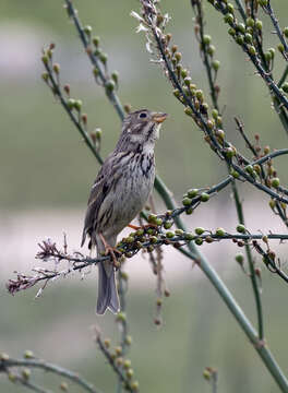 Image of Corn Bunting