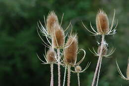 Image of Dipsacus fullonum