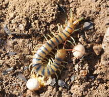 Image of red-headed centipede