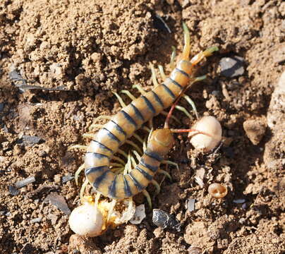 Image of Scolopendra morsitans Linnaeus 1758