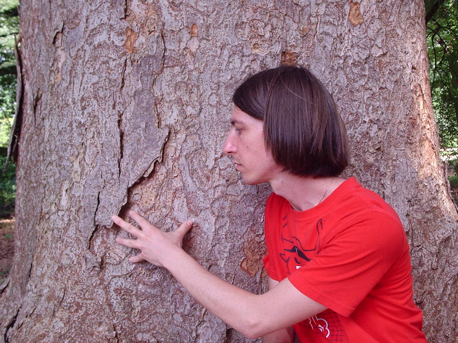 Imagem de Zelkova serrata (Thunb.) Makino