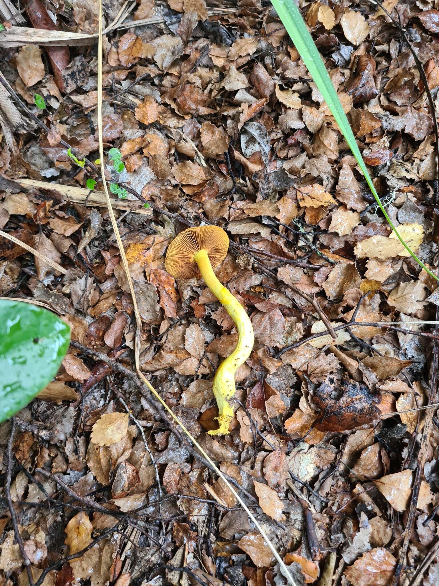 Image of Cortinarius canarius (E. Horak) Gasparini 2014