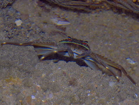 Image of flat rock crab