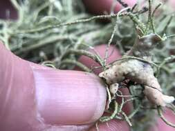 Image of Warty Beard Lichen