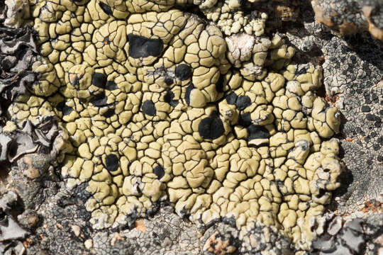 Image of Armenia tephromela lichen