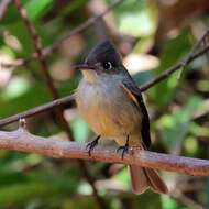 Image of Cuban Pewee