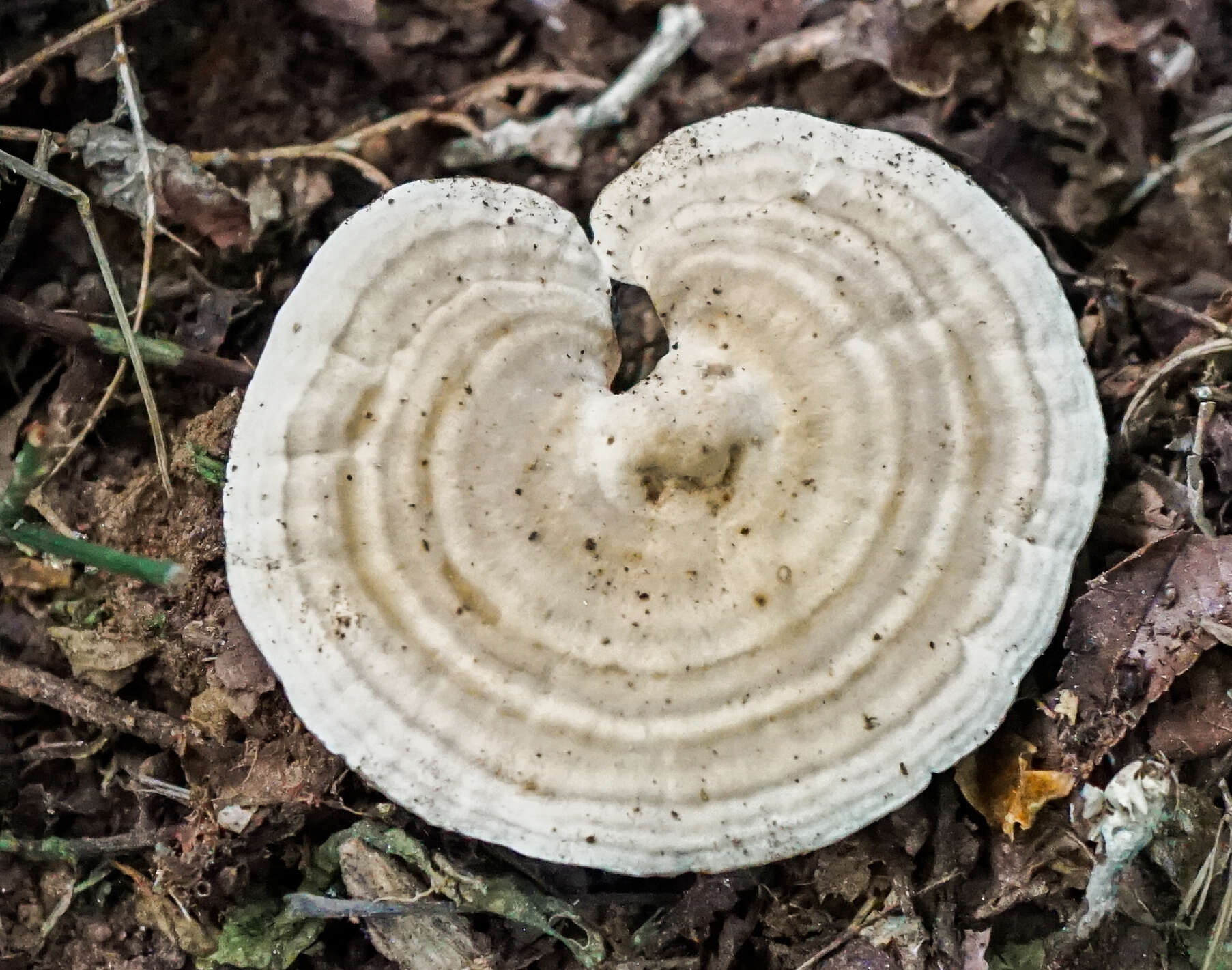 Imagem de Microporellus dealbatus (Berk. & M. A. Curtis) Murrill 1905