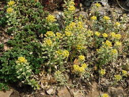 Image of Mountain Alyssum