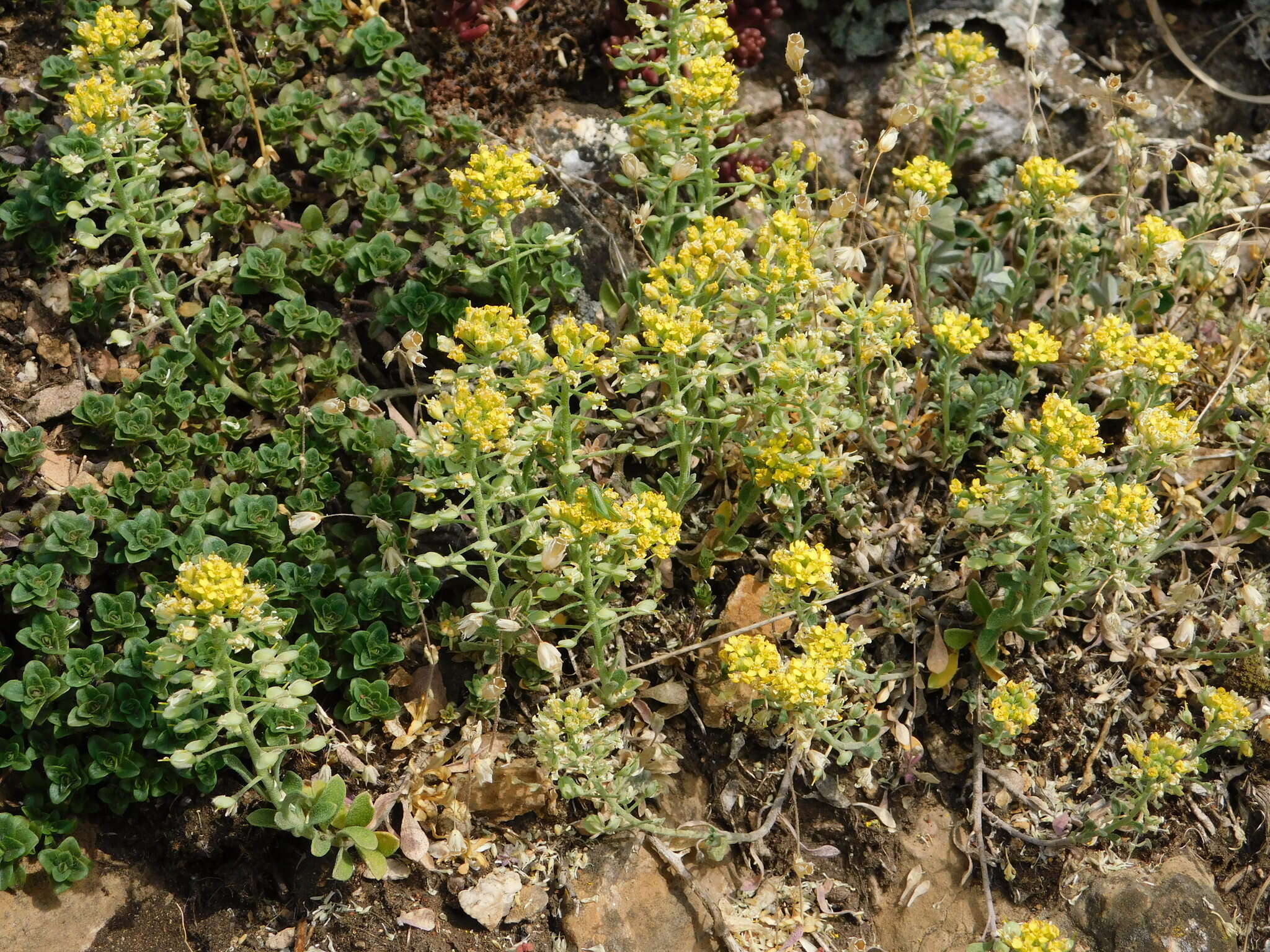 Image of Mountain Alyssum