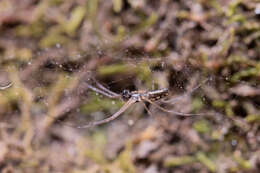 Dubiaranea distincta (Nicolet 1849) resmi