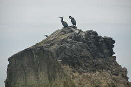 Image of Black Shag