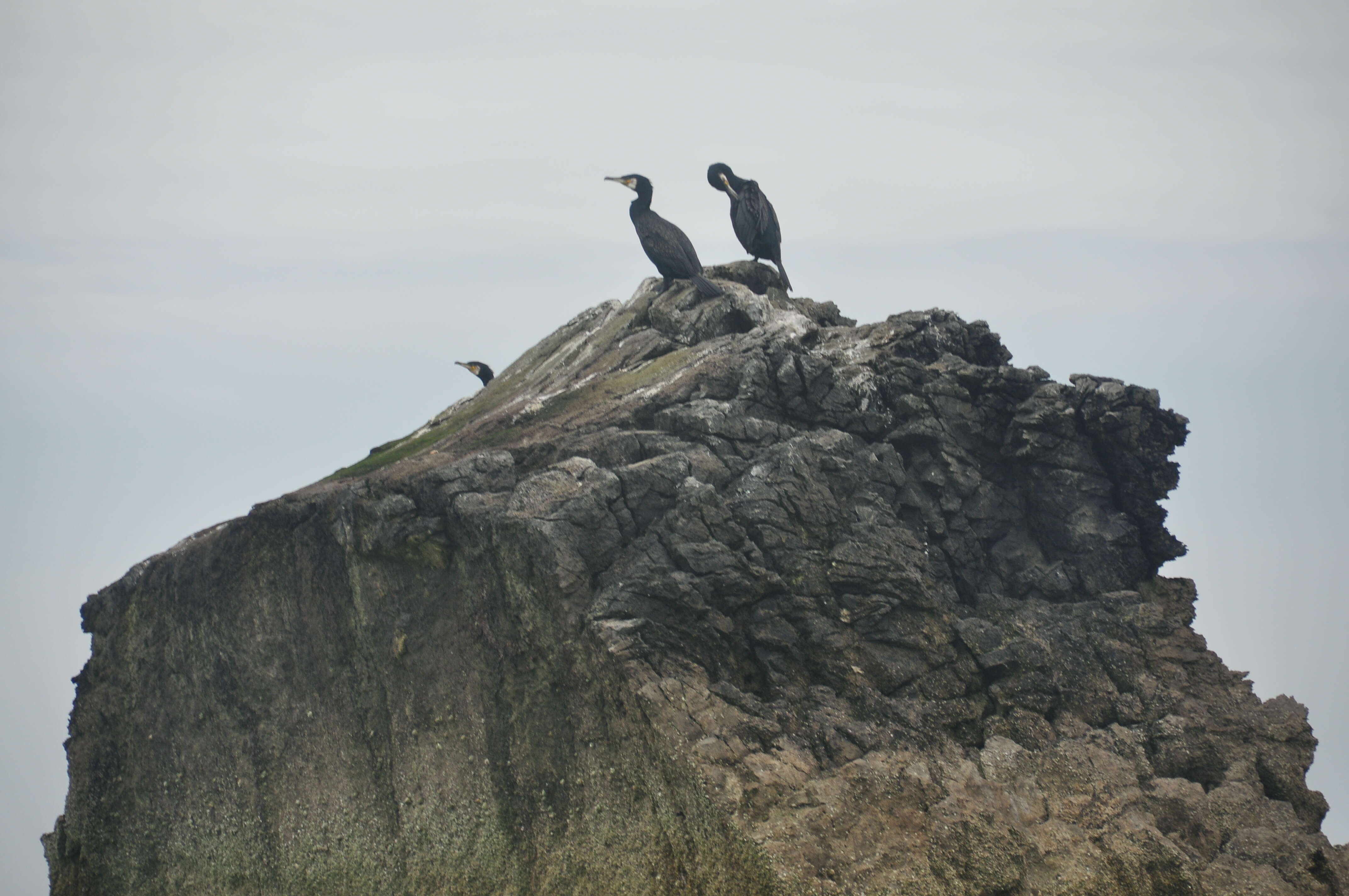 Image of Black Shag