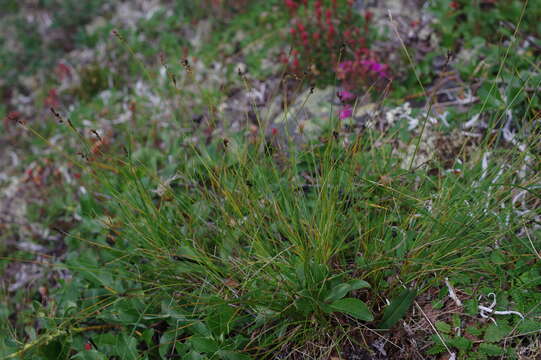 Image of Pacific Bog Sedge