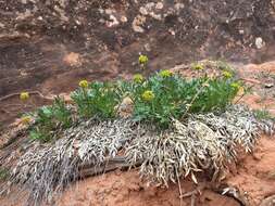 Image of Canyonlands biscuitroot