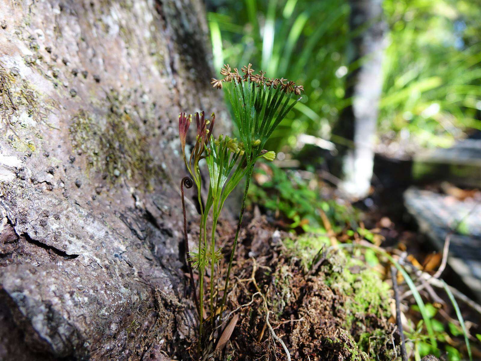 Imagem de Schizaea dichotoma (L.) Sm.