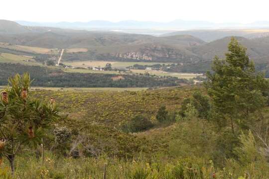 Plancia ëd Protea coronata Lam.