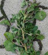 Image of Amaranthus emarginatus subsp. emarginatus