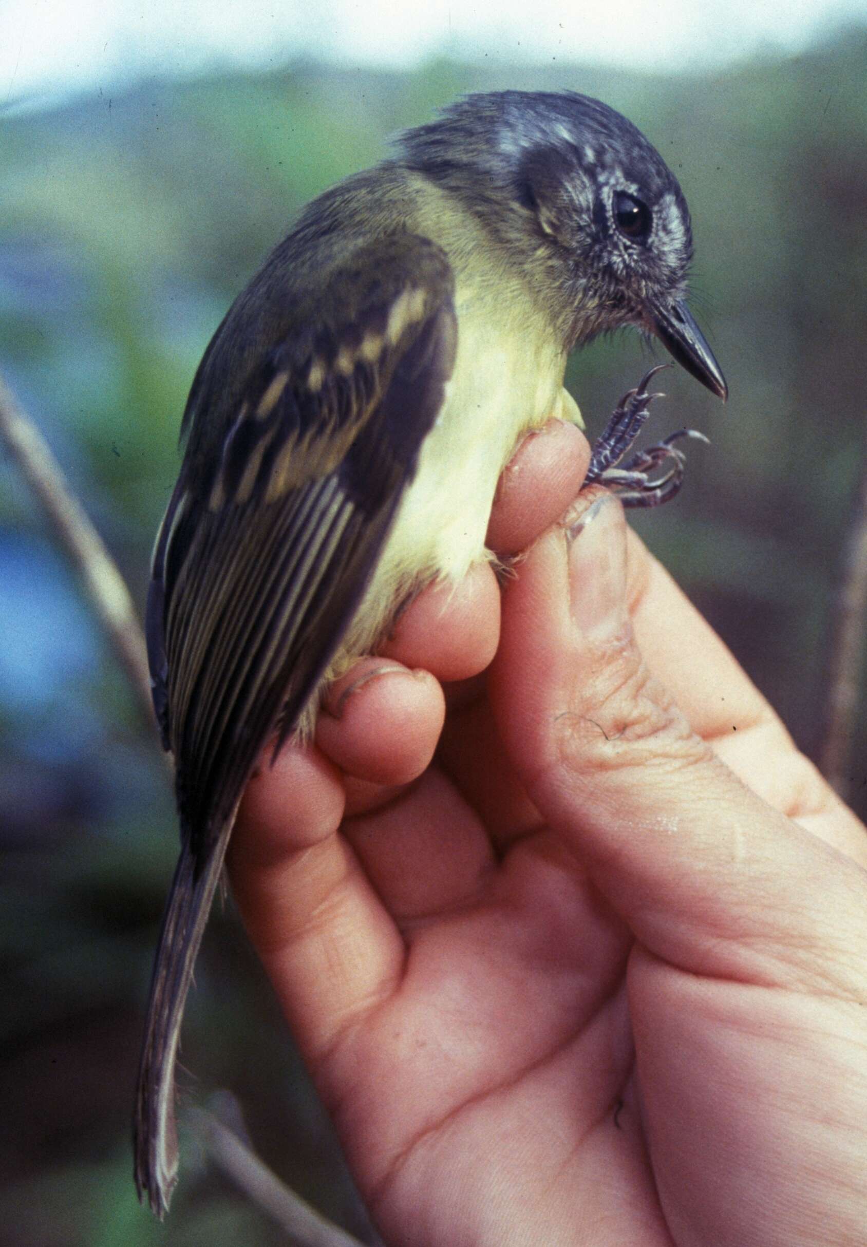 Image de Leptopogon Cabanis 1844