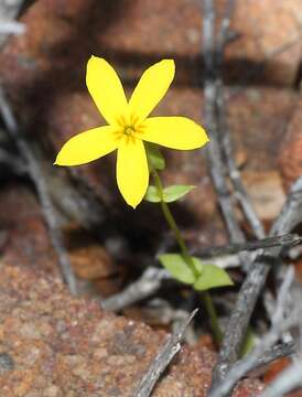 Image of Sebaea exacoides (L.) Schinz