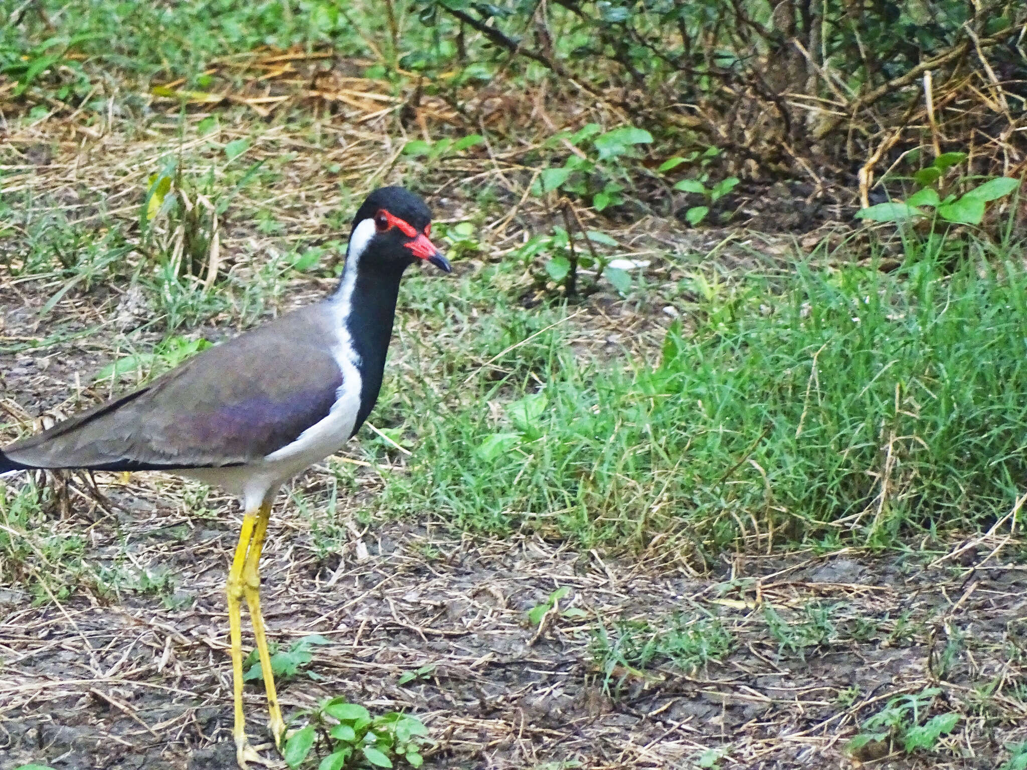 Image of Red-wattled Lapwing