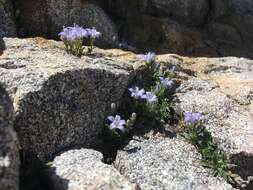 Image of Castle Crags bellflower