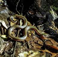 Image of Tonkin Mountain Keelback