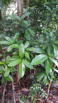 Image of Allspice