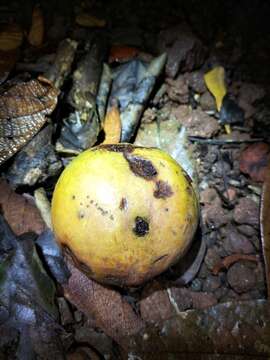 Image of Endiandra insignis (F. M. Bailey) F. M. Bailey