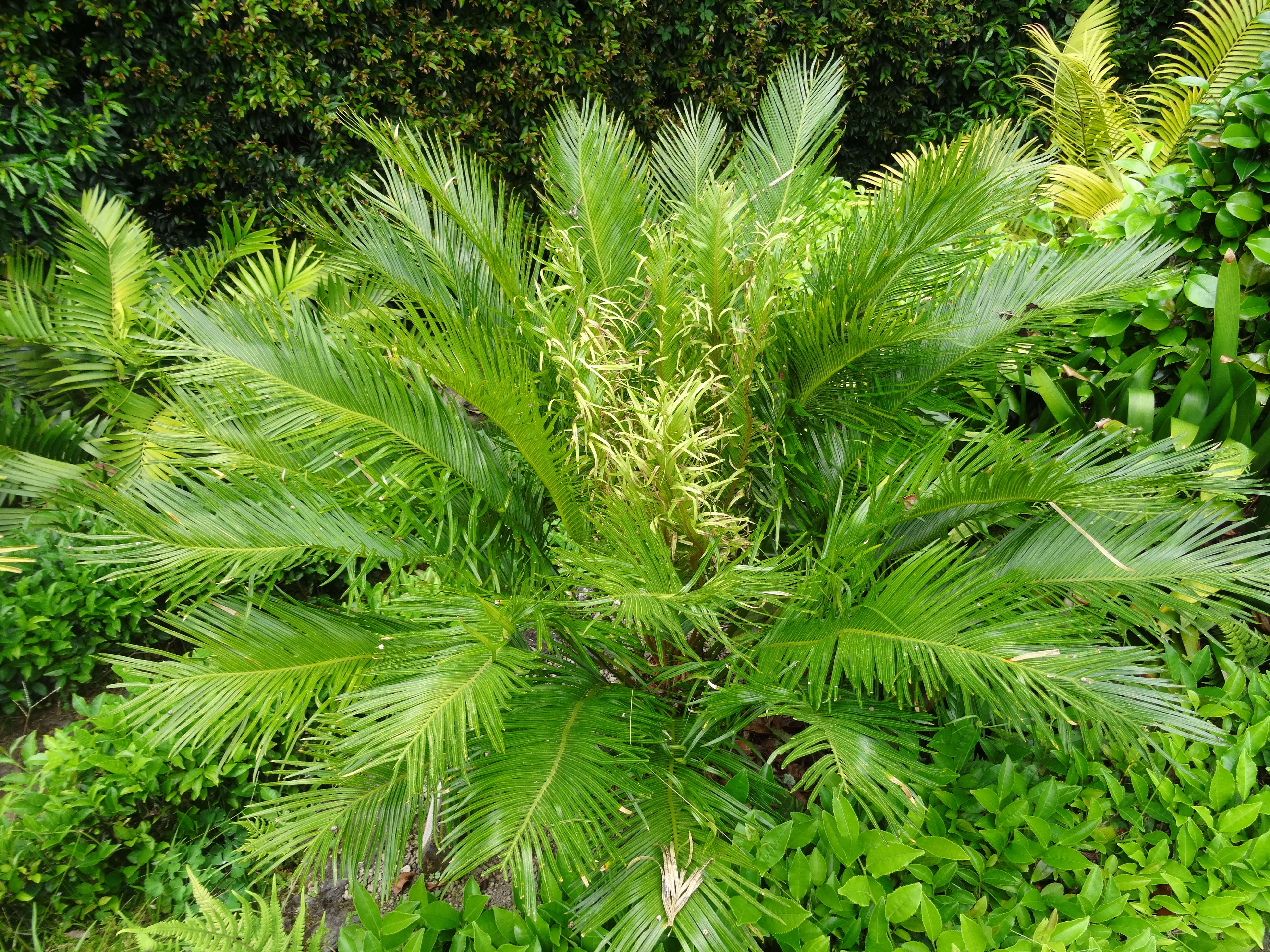 Image of Cycad