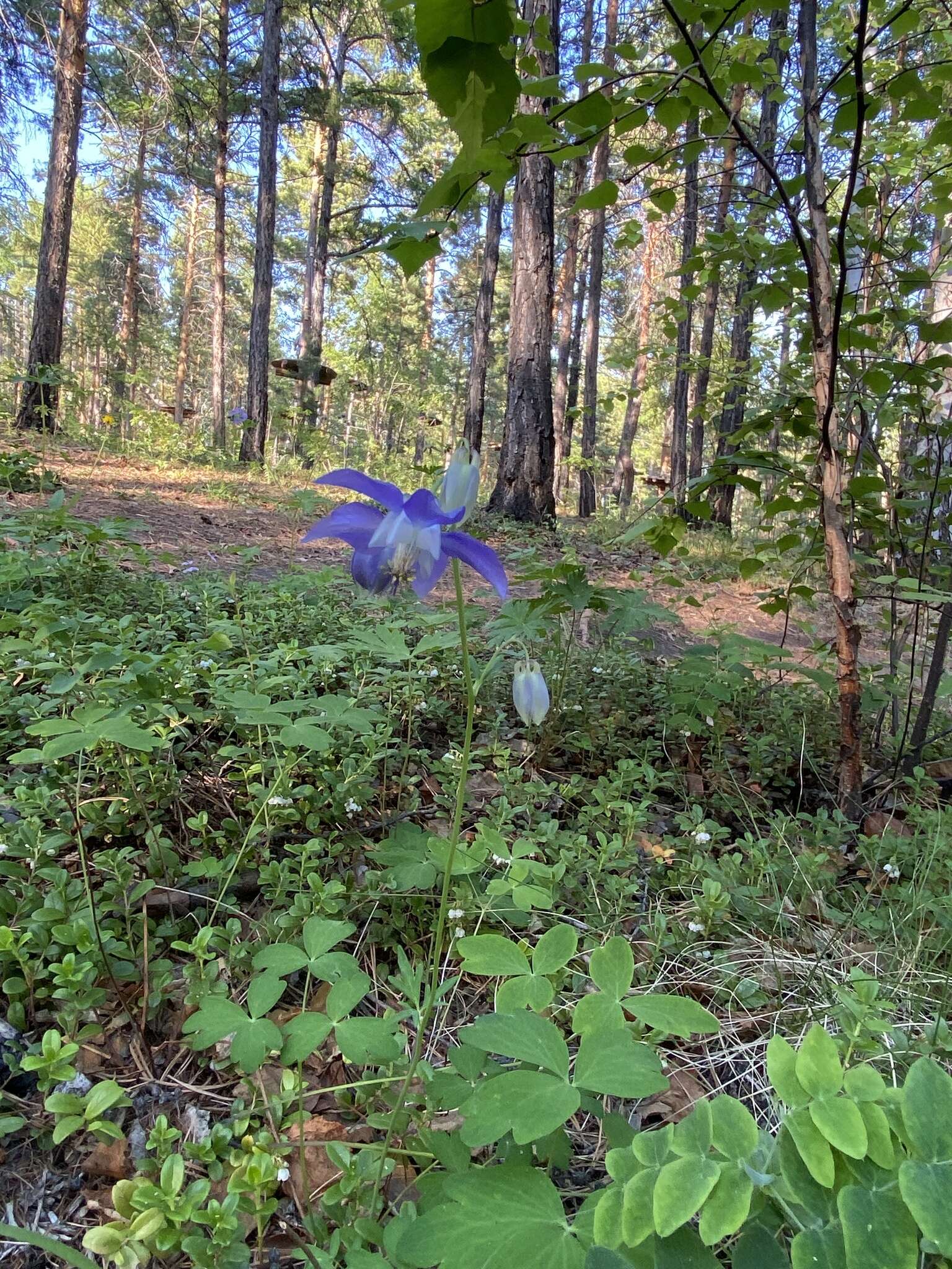 Image of Aquilegia parviflora Ledeb.