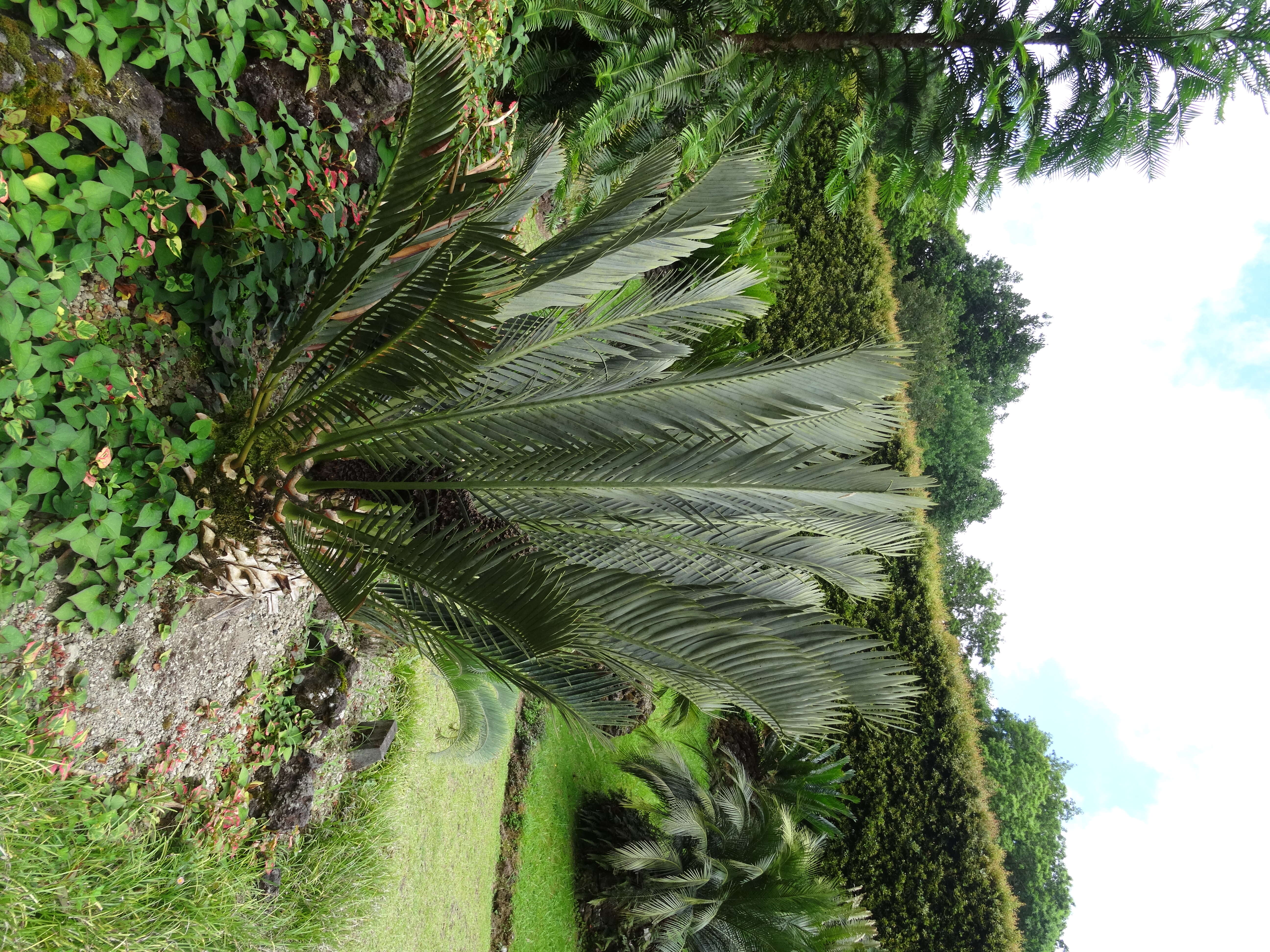 Image de Encephalartos lehmannii Lehm.