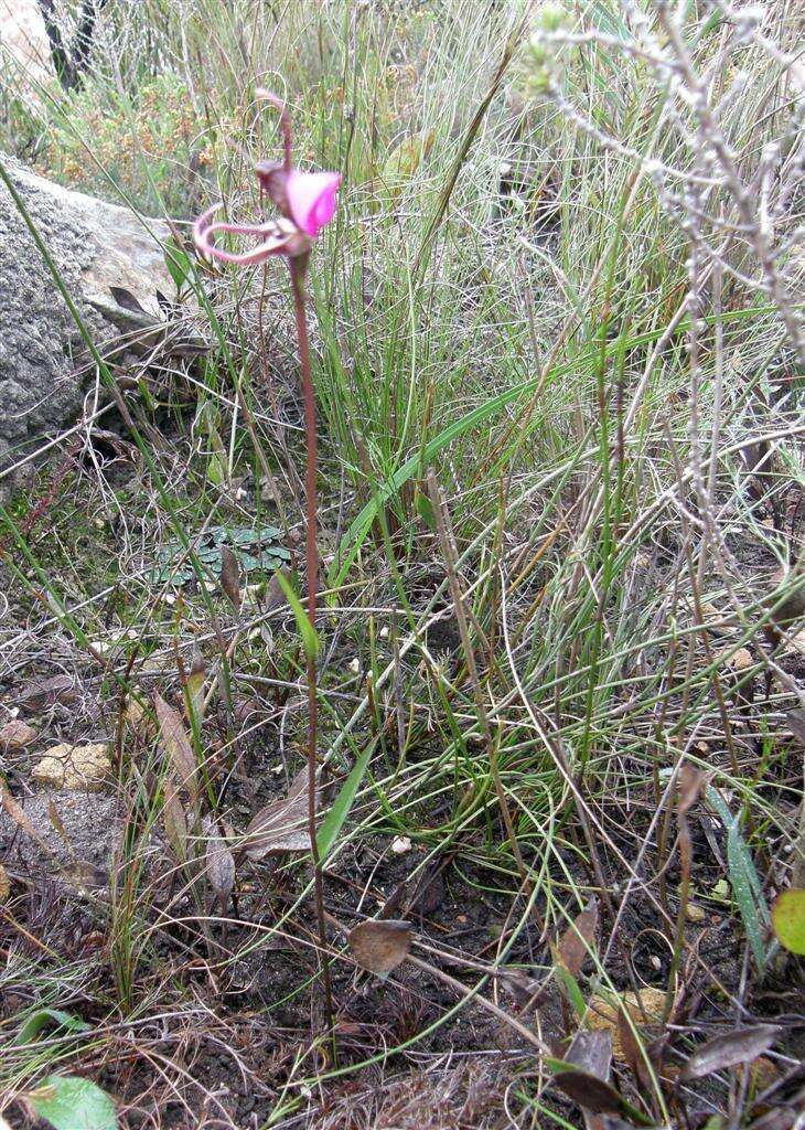 Image of Disperis capensis var. capensis