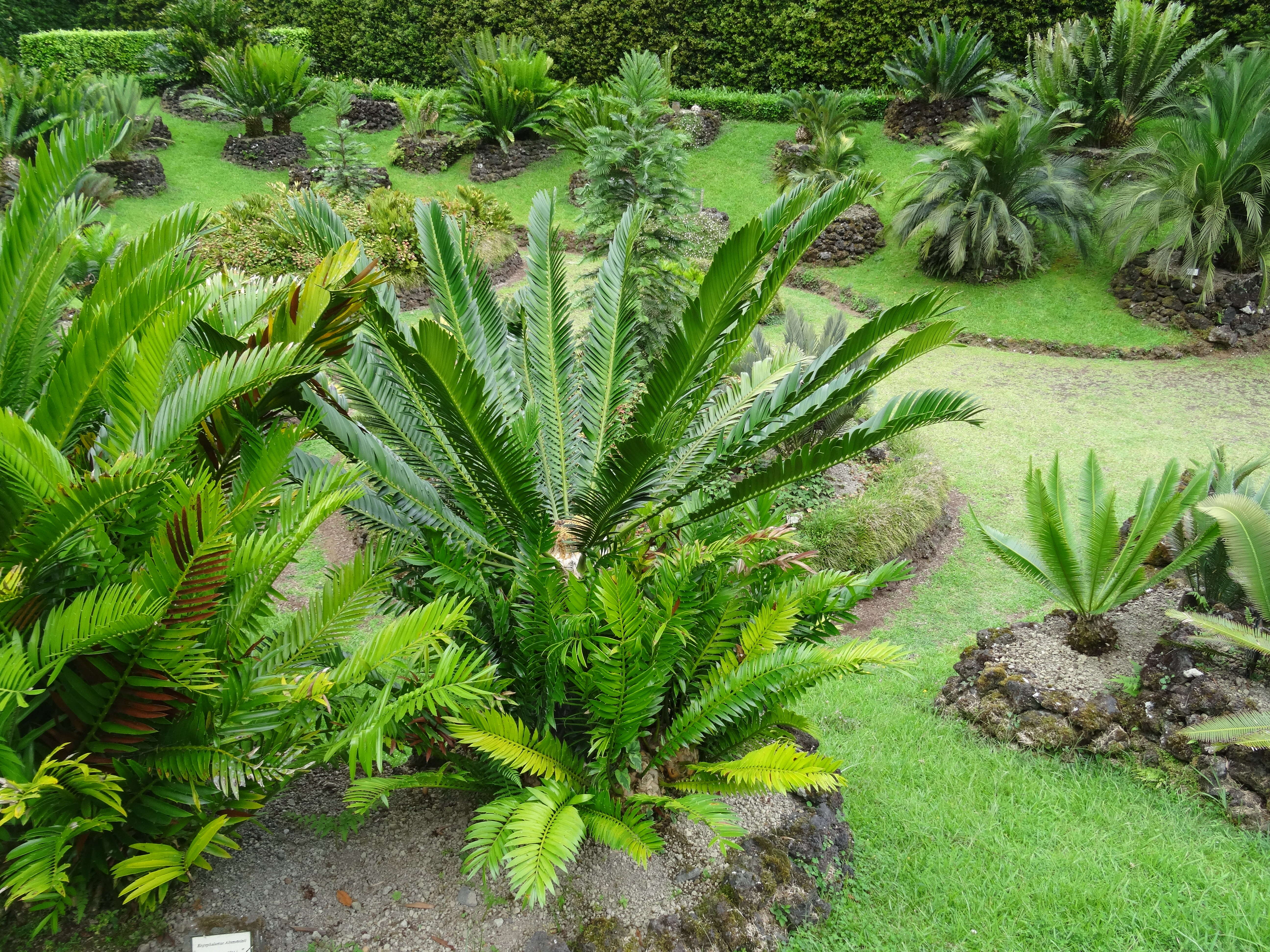 Image of Bushman's River Cycad