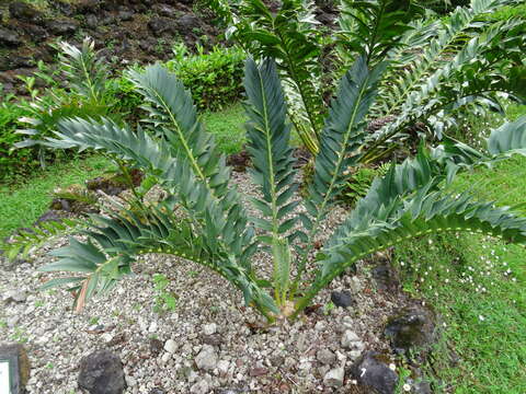 Image of Alexandria Cycad