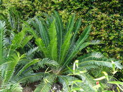 Image of Chimanimani Cycad