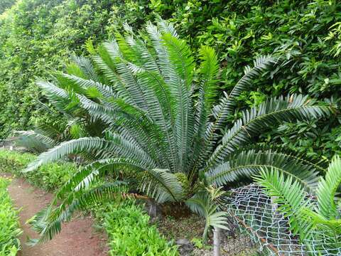 Image of Cycad