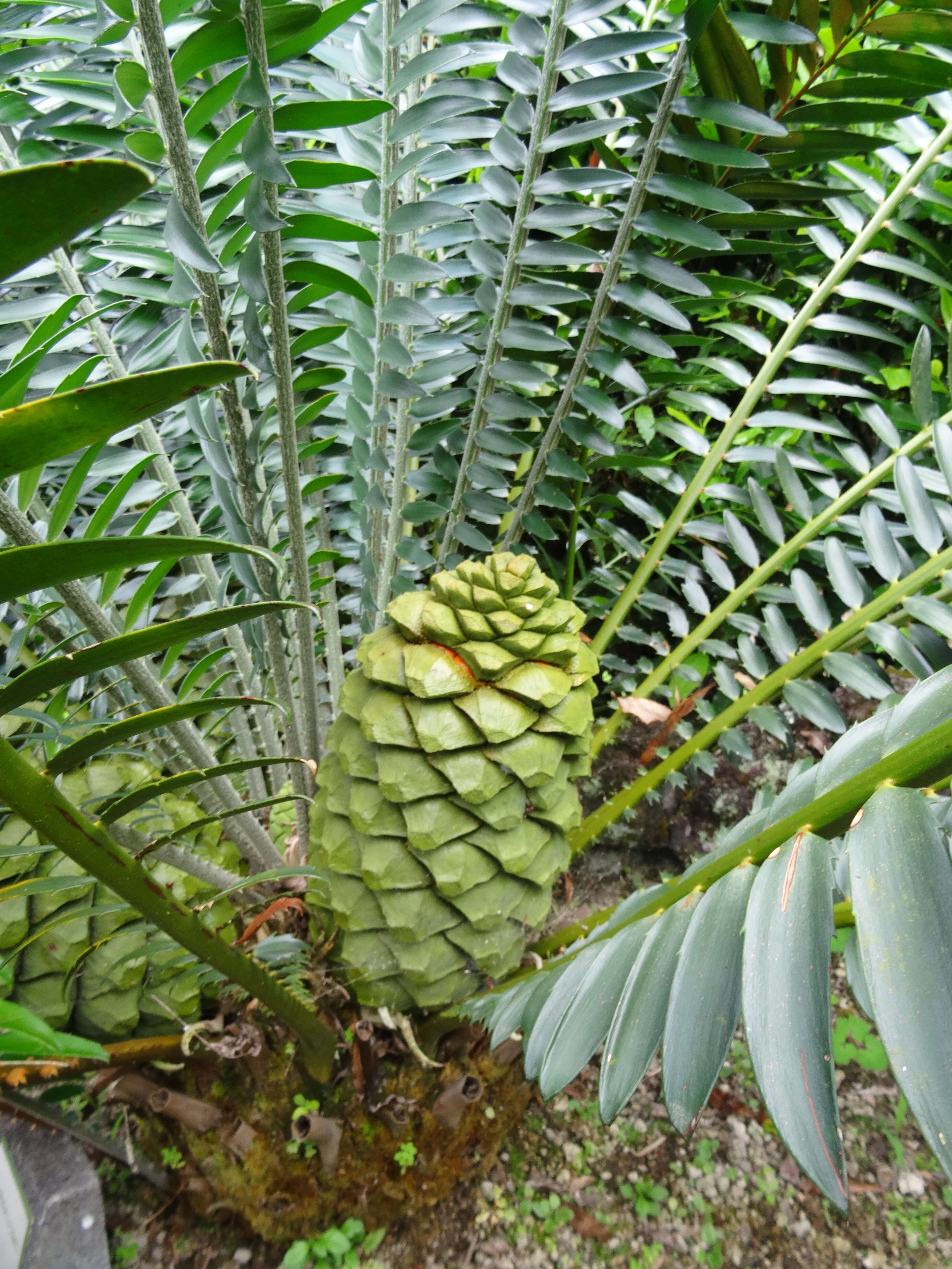 Image of Cycad