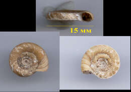 Image of Ram's Horn Snail