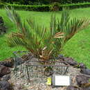 Image of Blyde River Cycad
