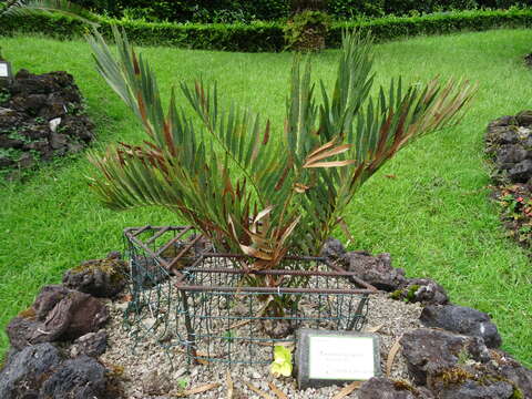 Image of Blyde River Cycad