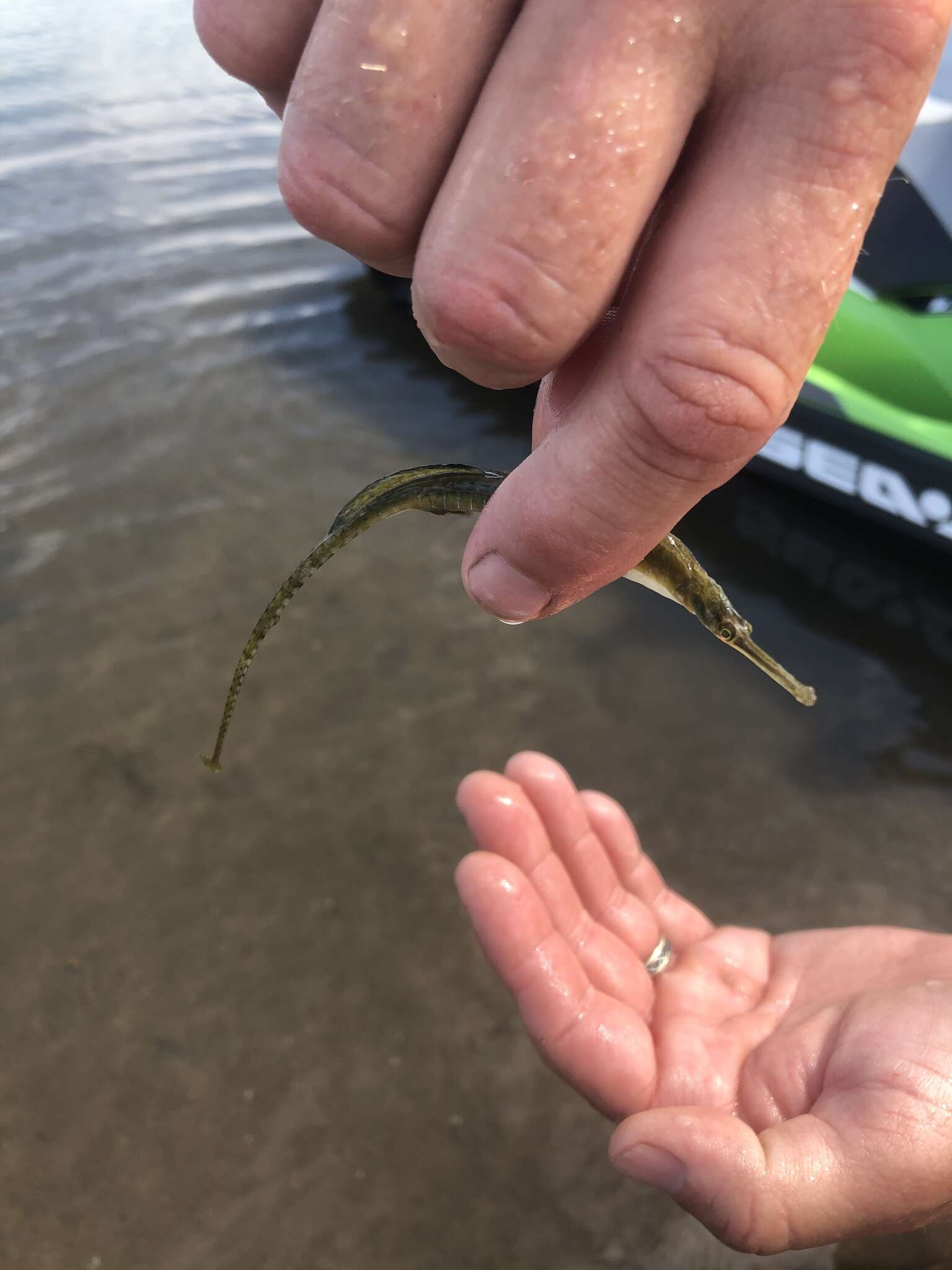 Image of Northern Pipefish