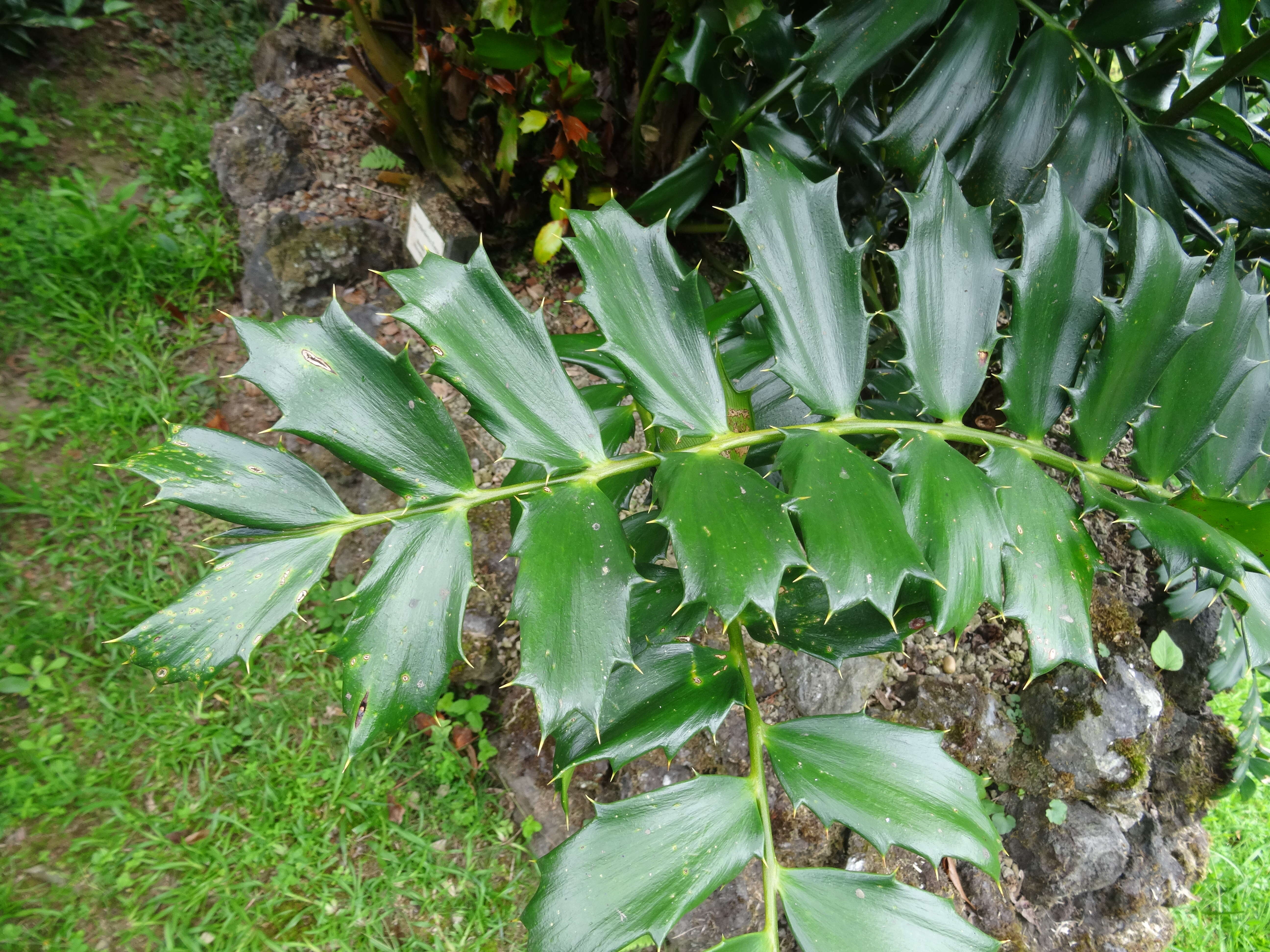 Image of Kozi Cycad