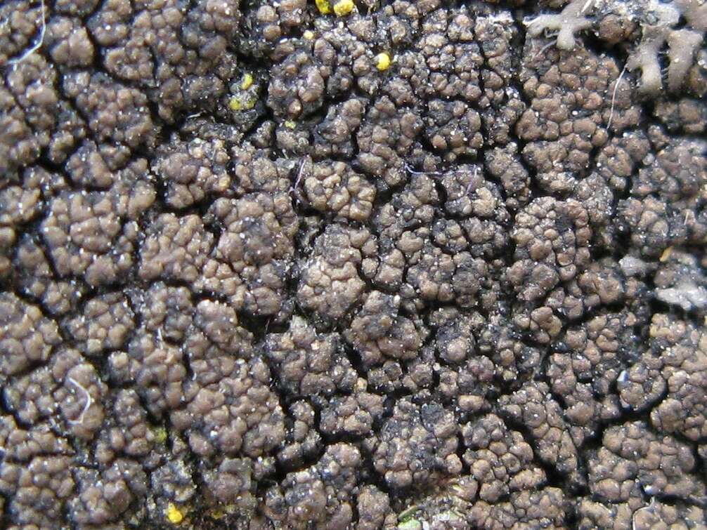 Image of Drummond's wart lichen