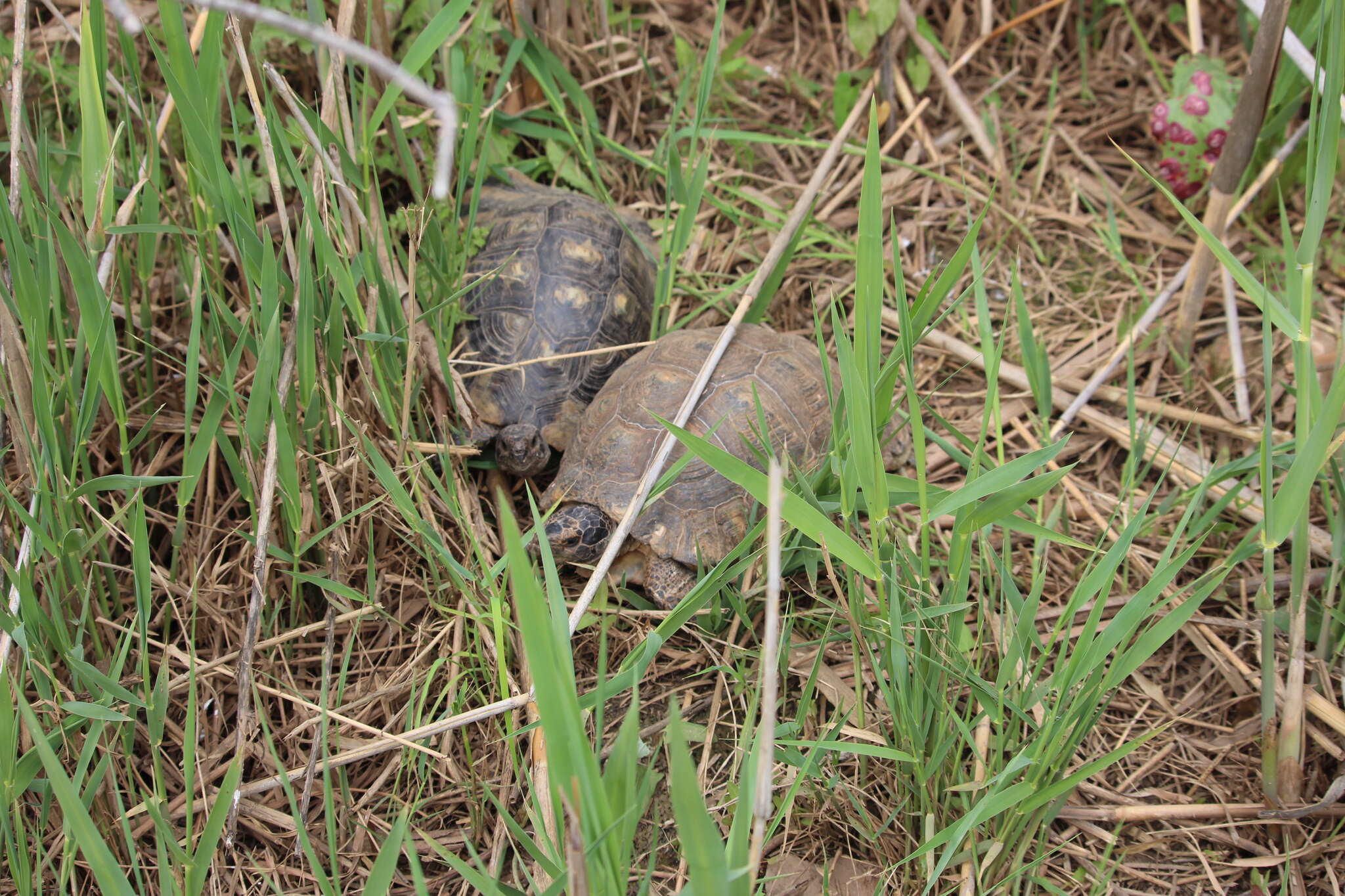 Image of Marginated Tortoise