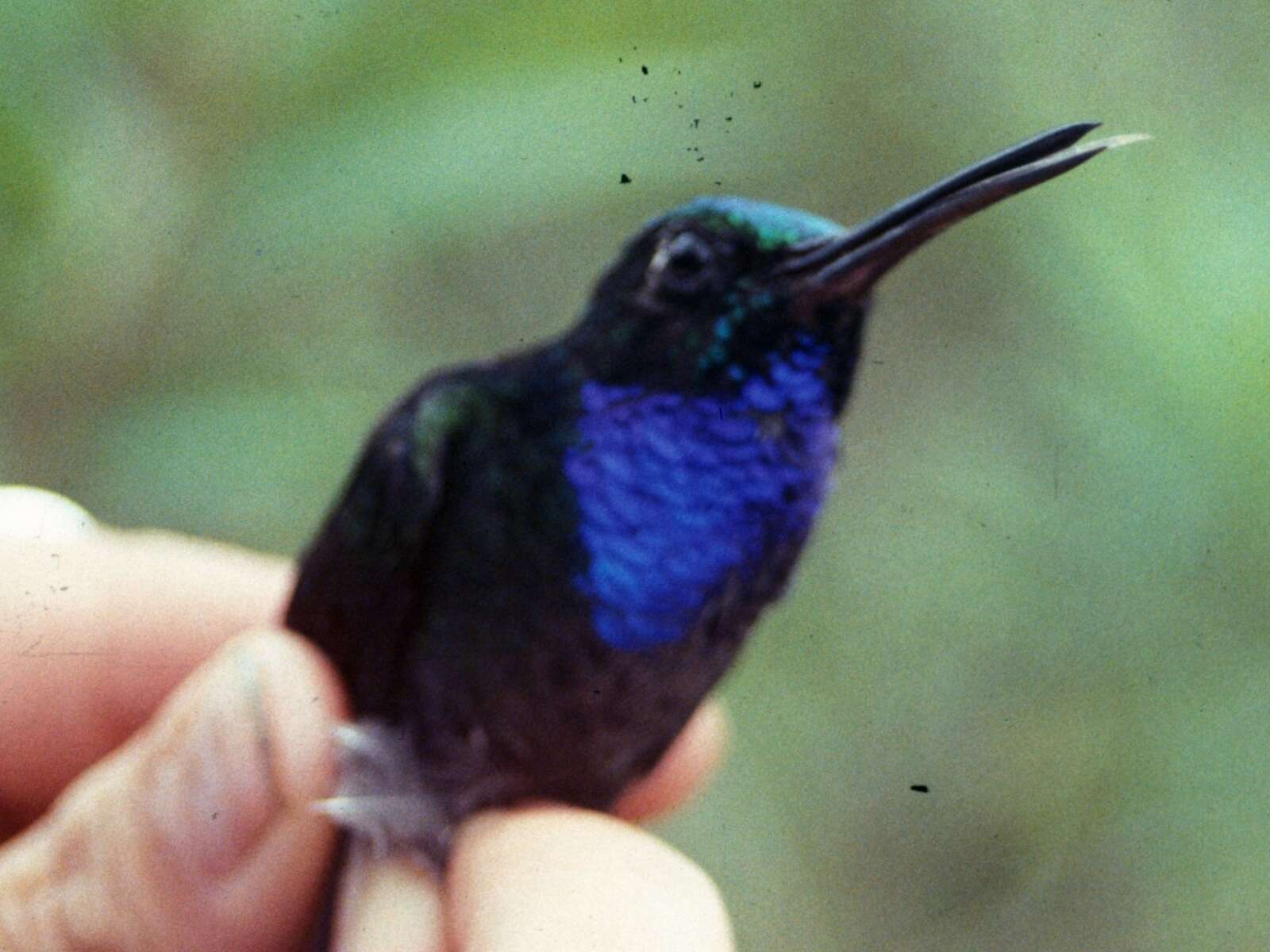 Image of Napo Sabrewing