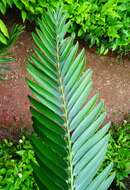 Image of Cycad