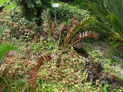 Image of Bushman's River Cycad