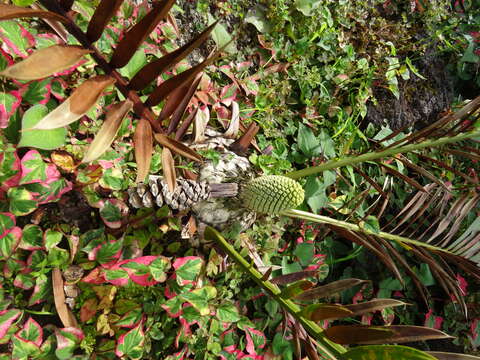 Image of Bushman's River Cycad